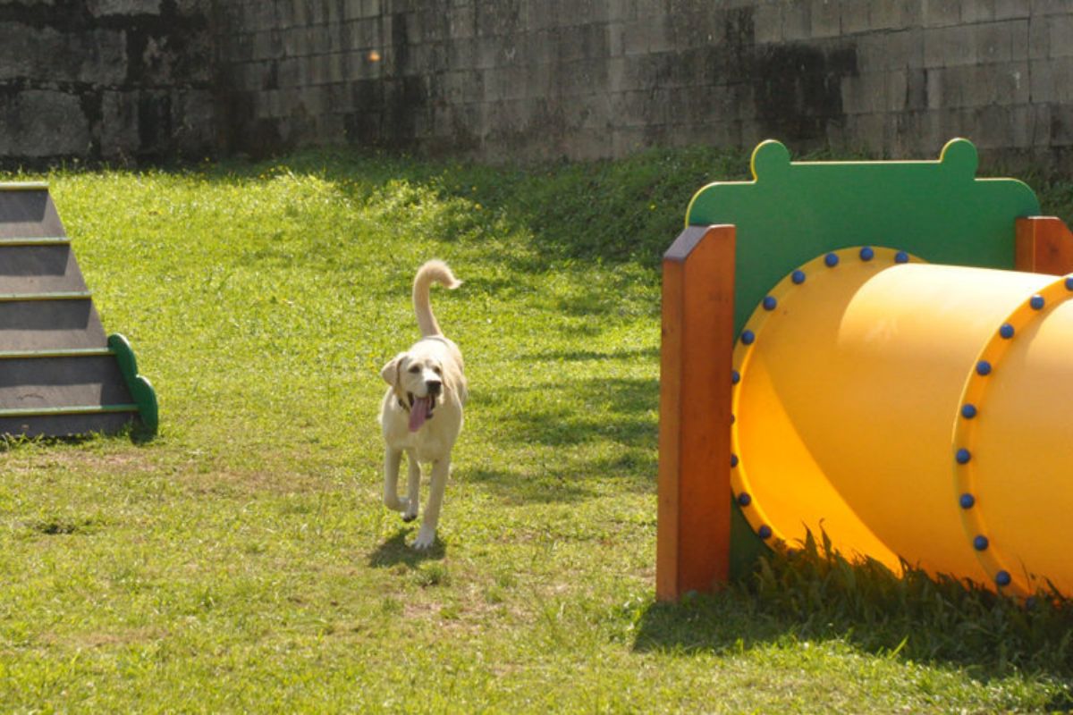 Parque de Mascotas: Recinto Fexdega
